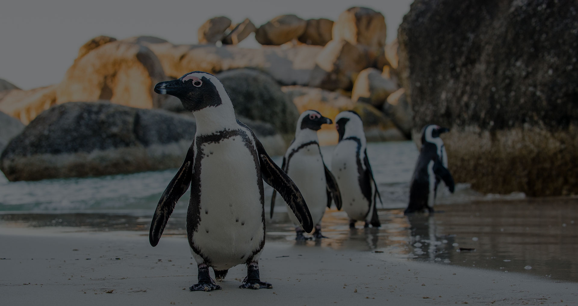 African penguin on the sandy beach. African penguin ( Spheniscus demersus) also known as the jackass penguin and black-footed penguin. Boulders colony. Cape Town. South Africa - Image