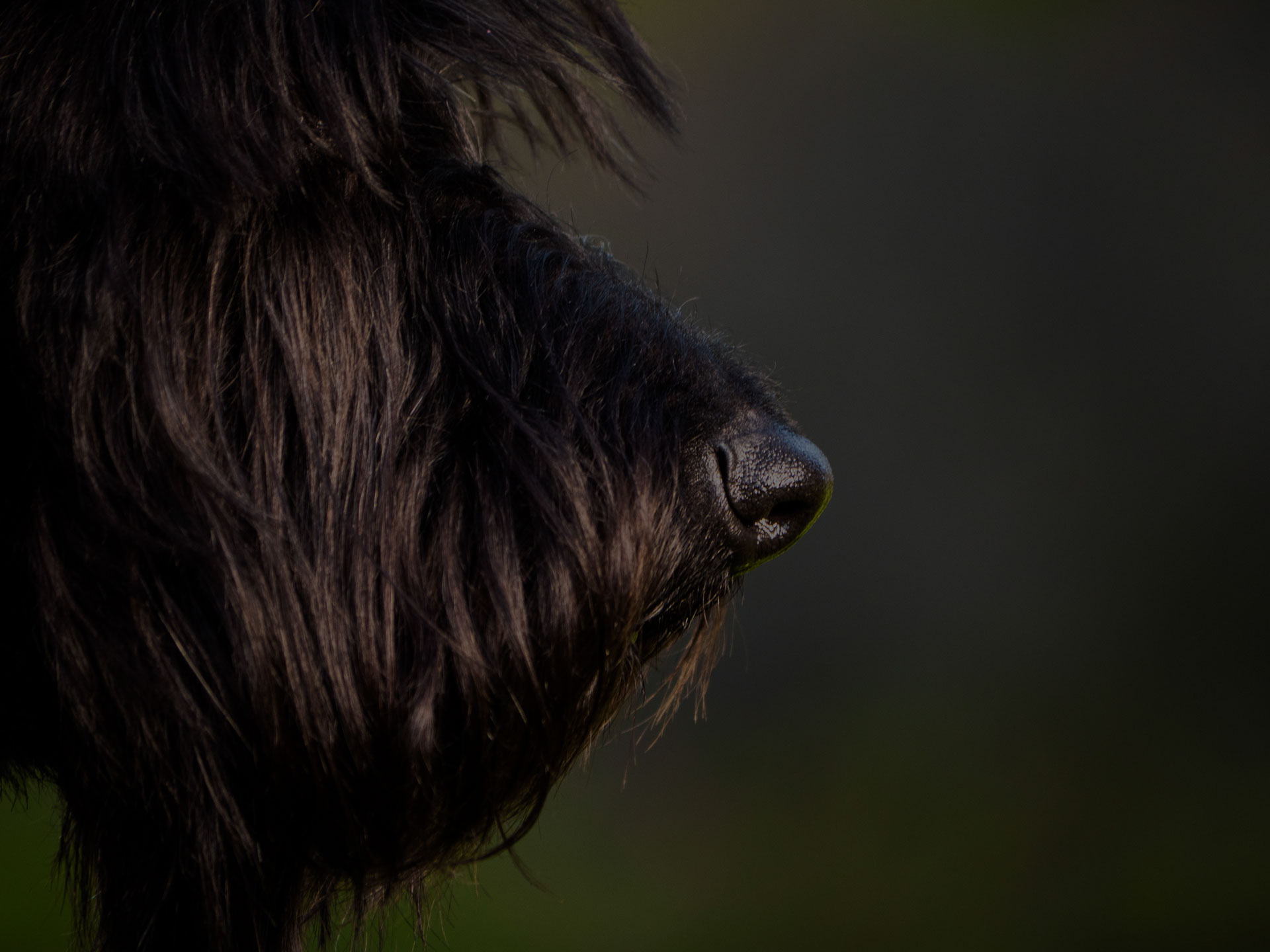 Beautiful Black Young Scottish Terrier Dog Outside in the garden - Image